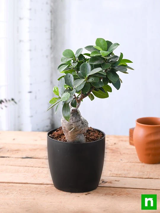 ficus bonsai