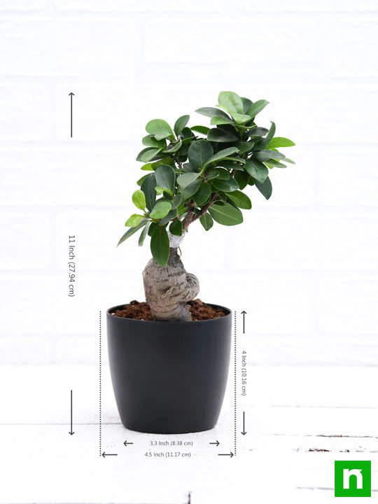 ficus bonsai